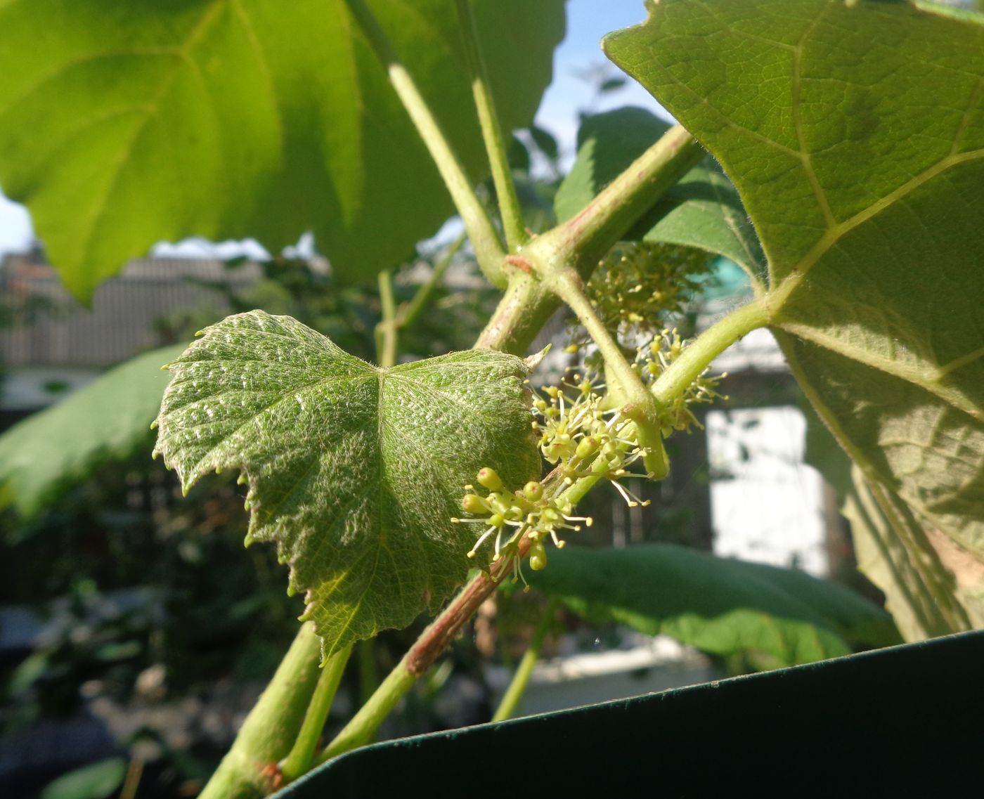 Image of genus Vitis specimen.