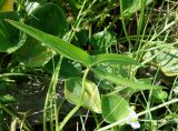 Sagittaria trifolia