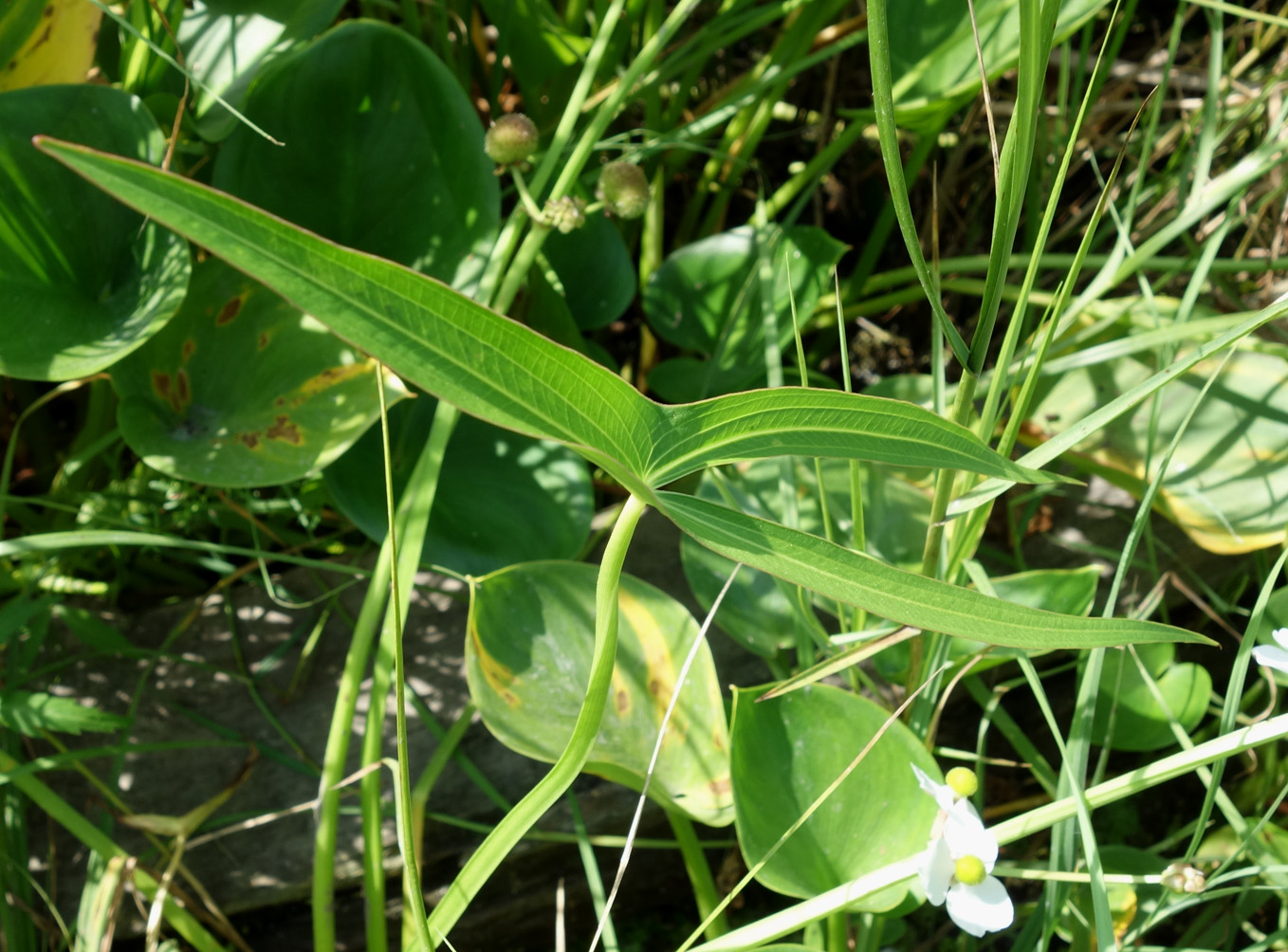 Изображение особи Sagittaria trifolia.