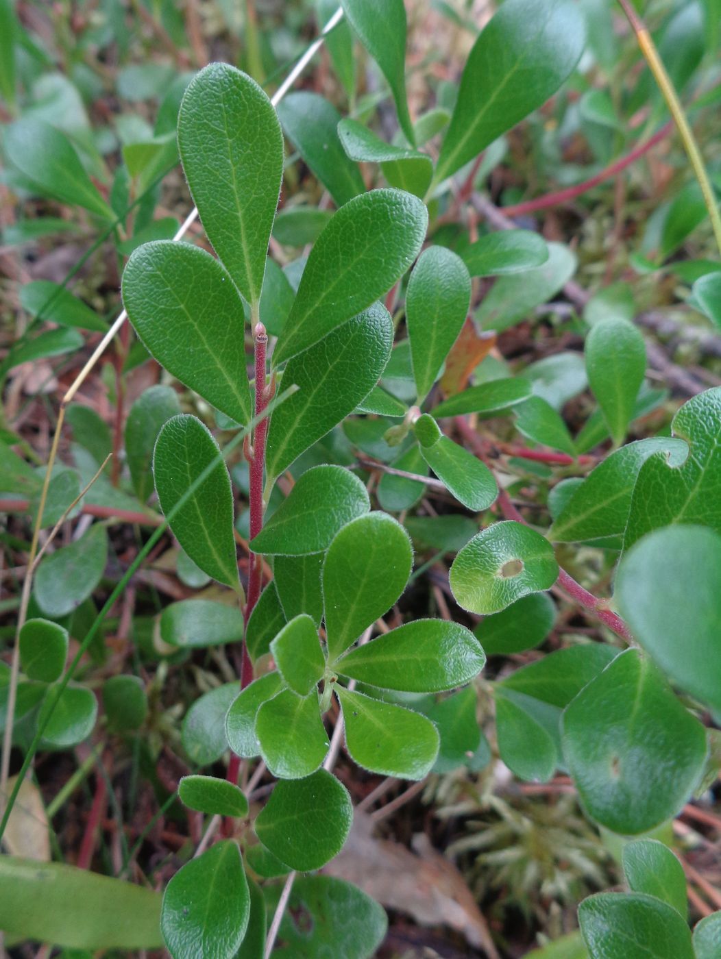 Изображение особи Arctostaphylos uva-ursi.