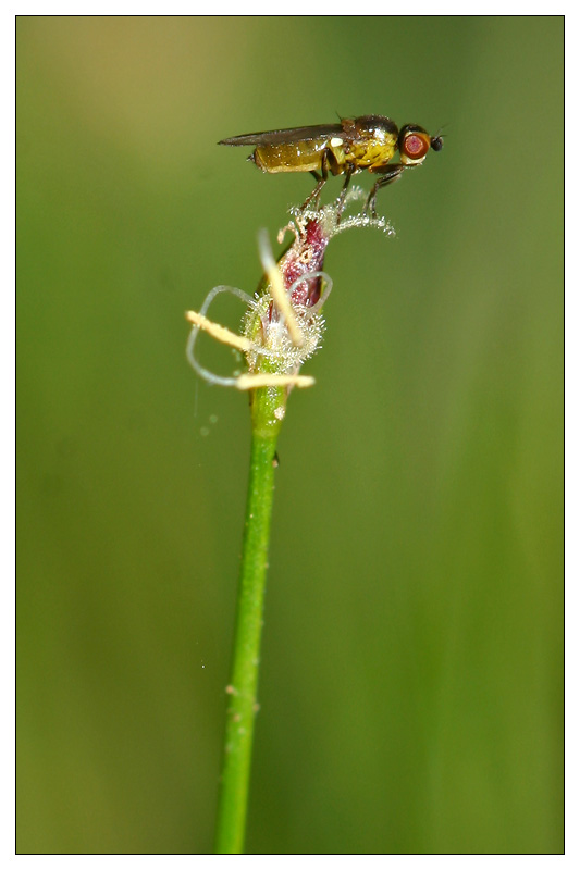 Изображение особи Eleocharis acicularis.