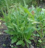 род Salvia