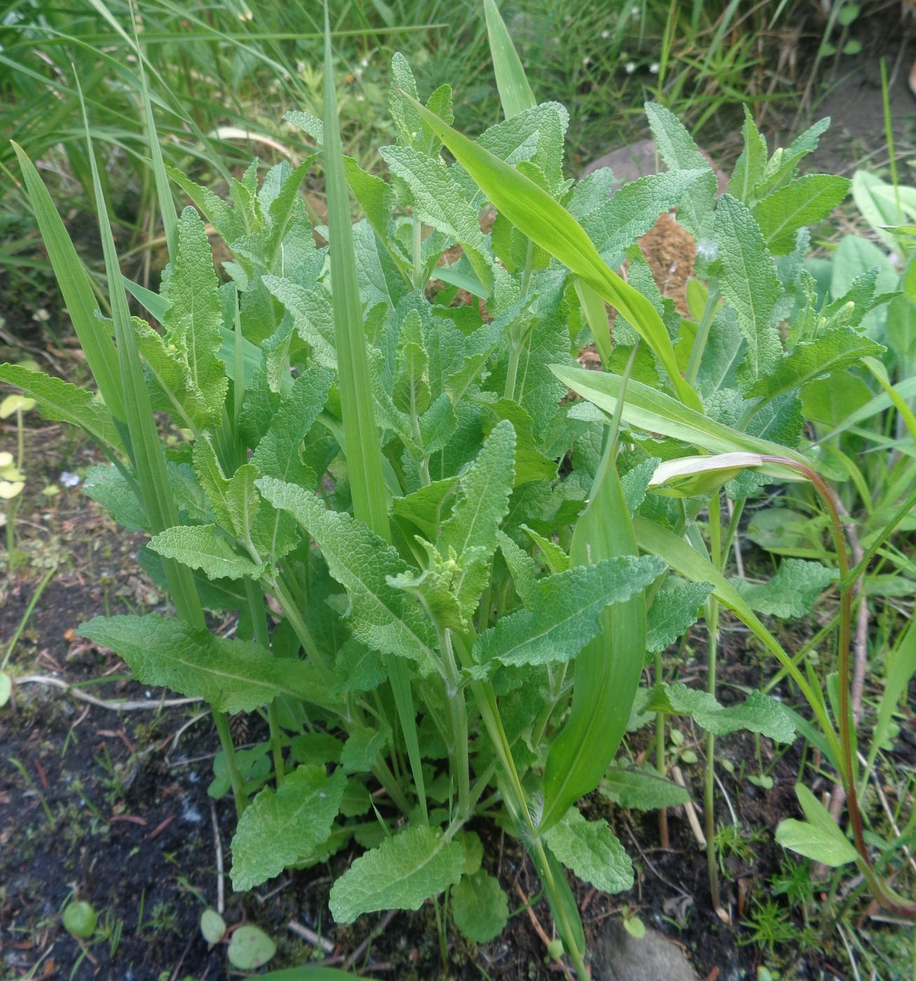 Image of genus Salvia specimen.
