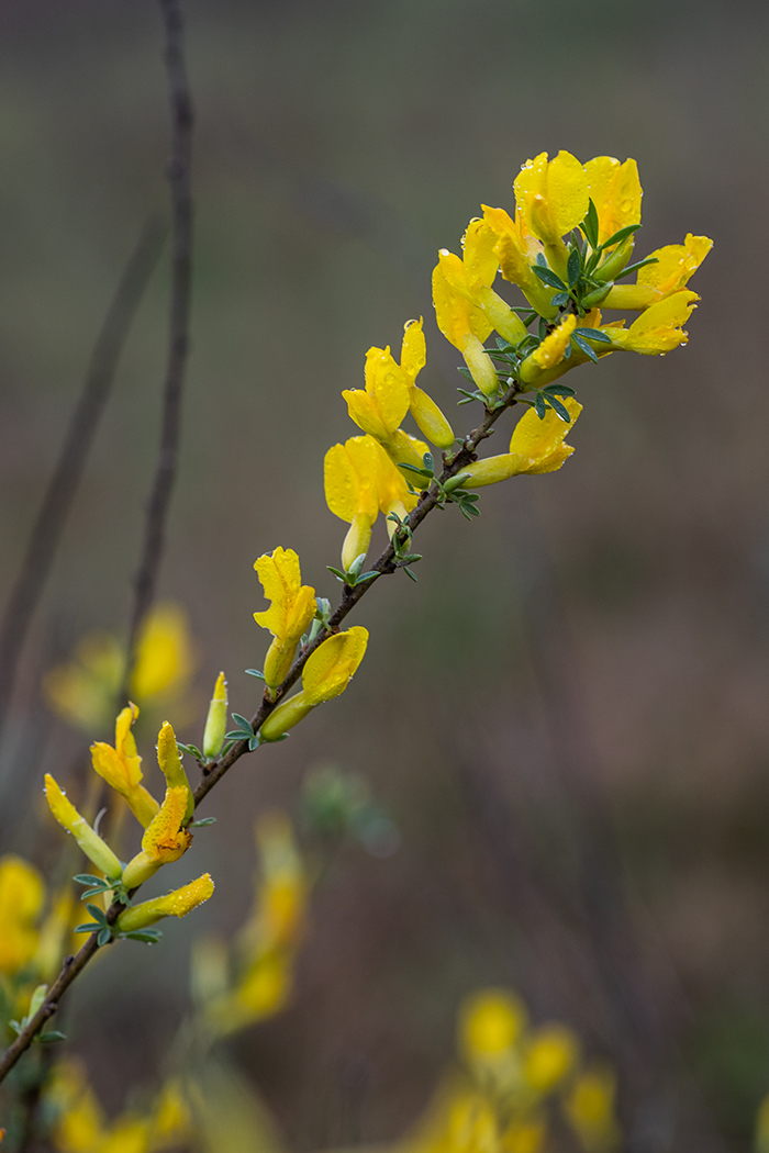 Image of Chamaecytisus borysthenicus specimen.