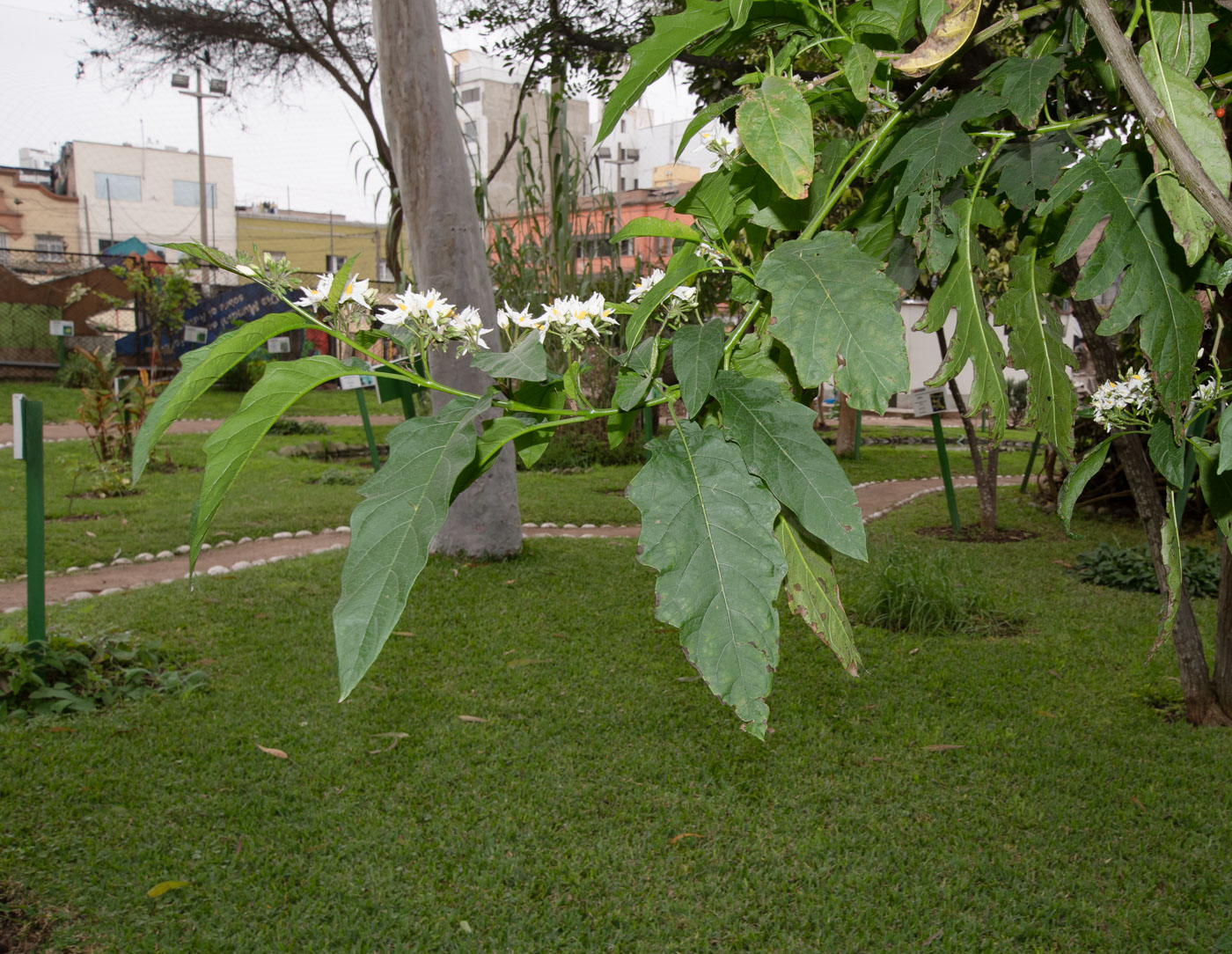 Изображение особи Solanum caricaefolium.