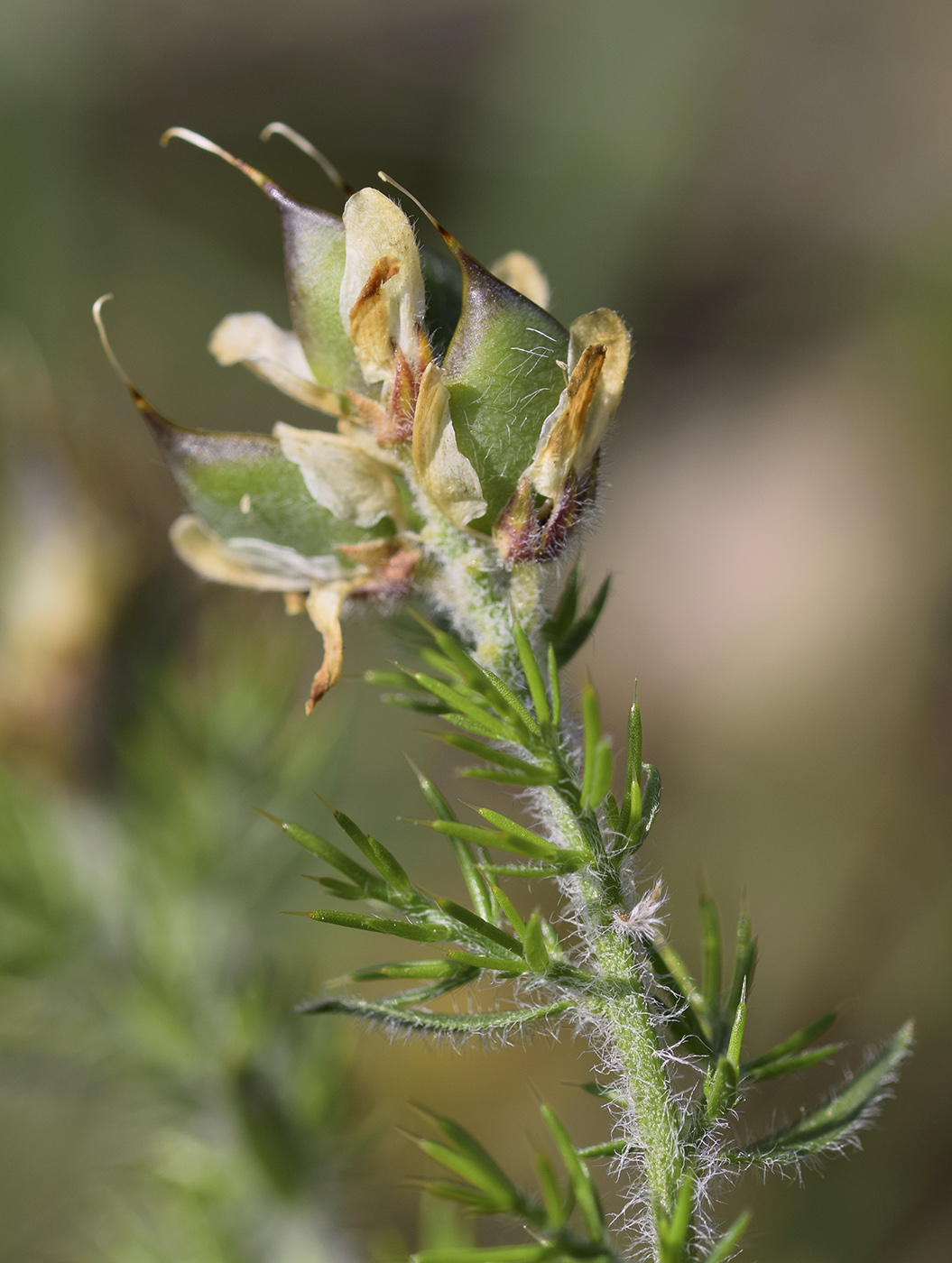 Image of Genista hispanica specimen.