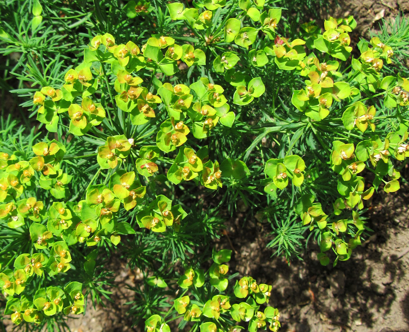 Изображение особи Euphorbia cyparissias.