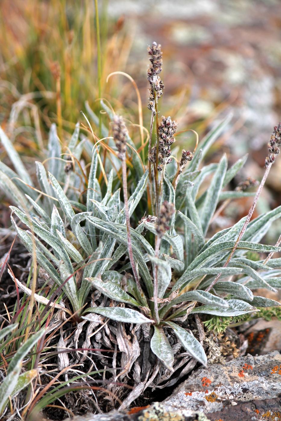 Изображение особи Plantago arachnoidea.