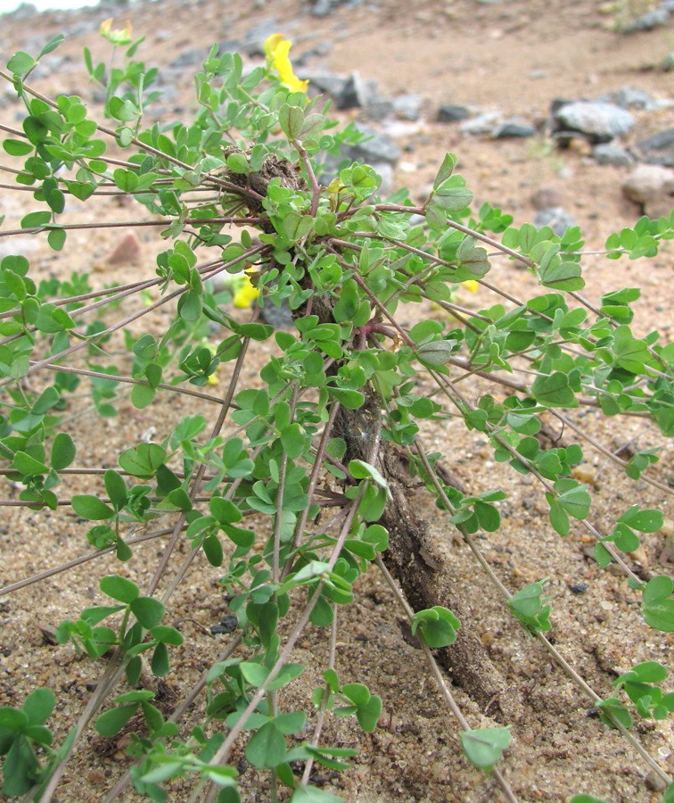 Image of Lotus dvinensis specimen.