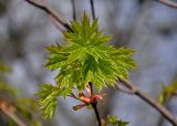 Acer platanoides