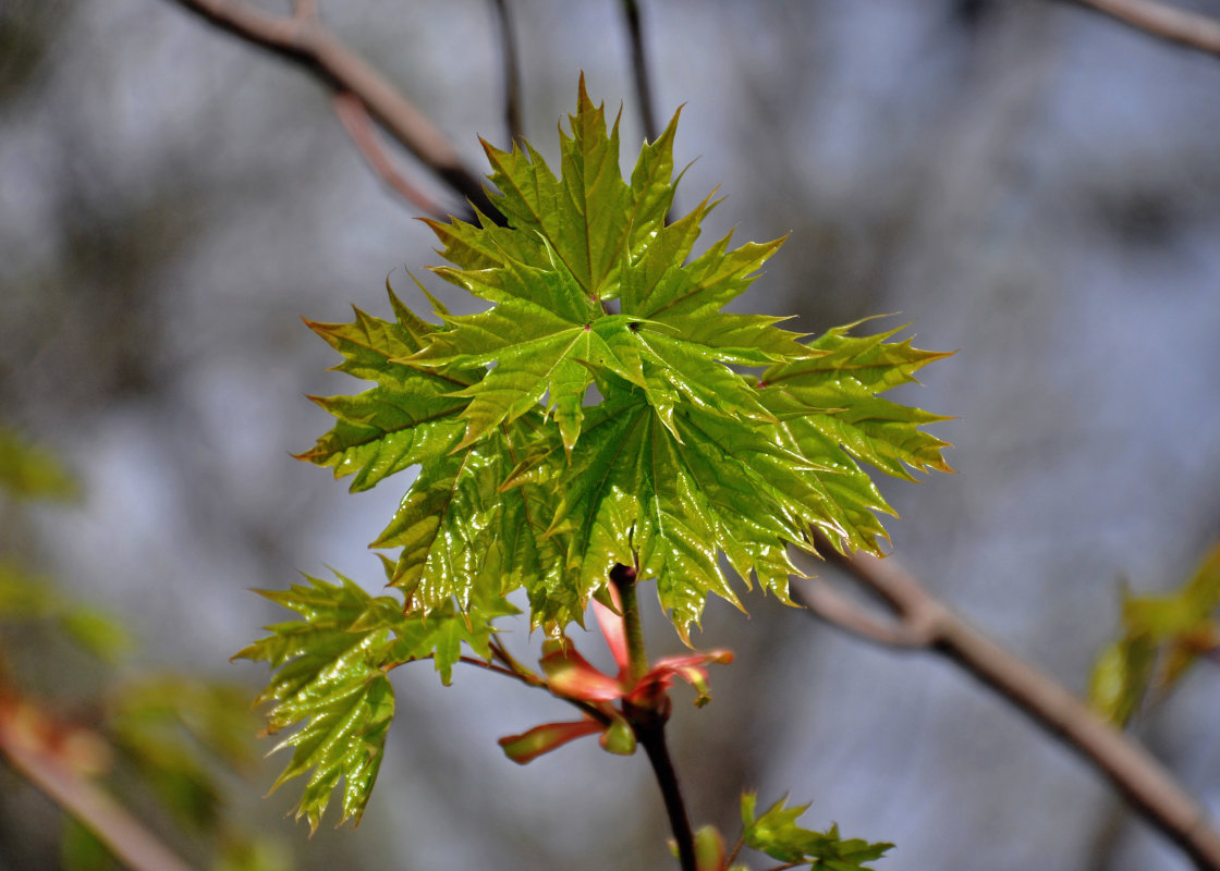 Image of Acer platanoides specimen.