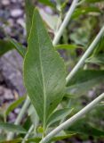 Lepidium latifolium