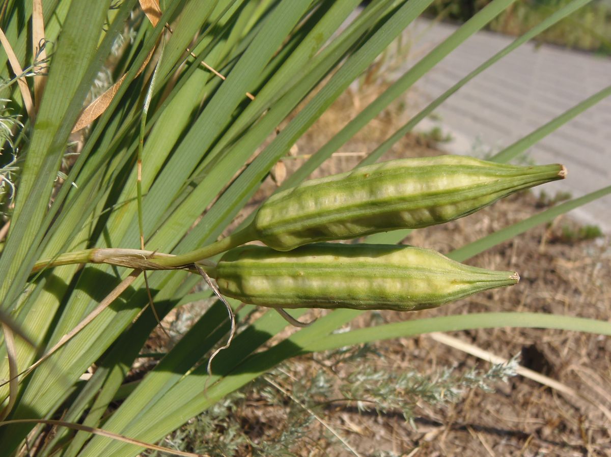 Image of Iris lactea specimen.