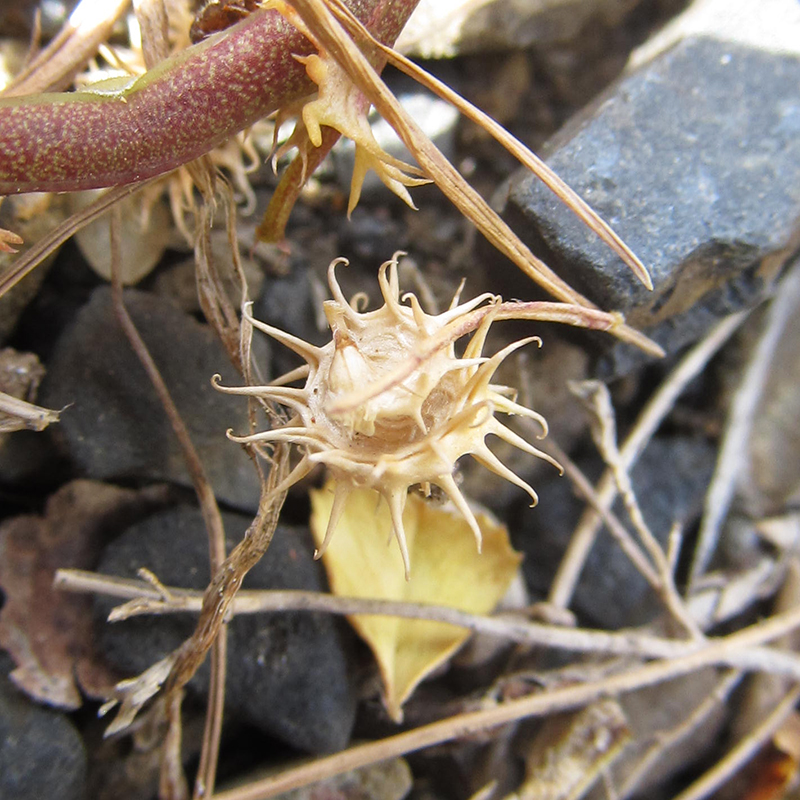 Image of Medicago praecox specimen.