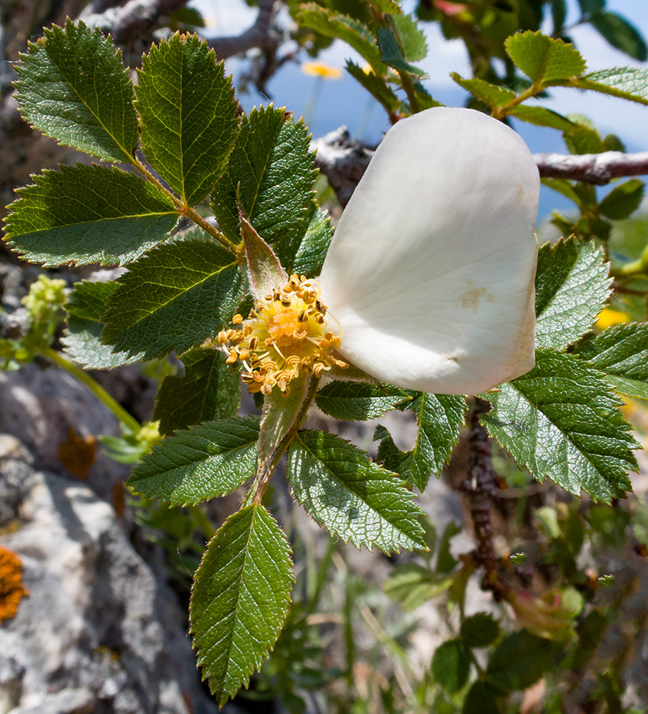 Image of genus Rosa specimen.