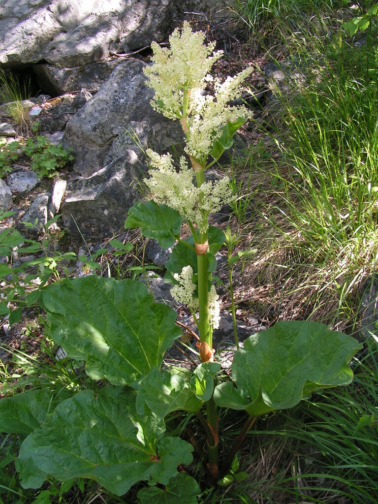 Image of Rheum rhaponticum specimen.