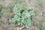 Rheum rhabarbarum
