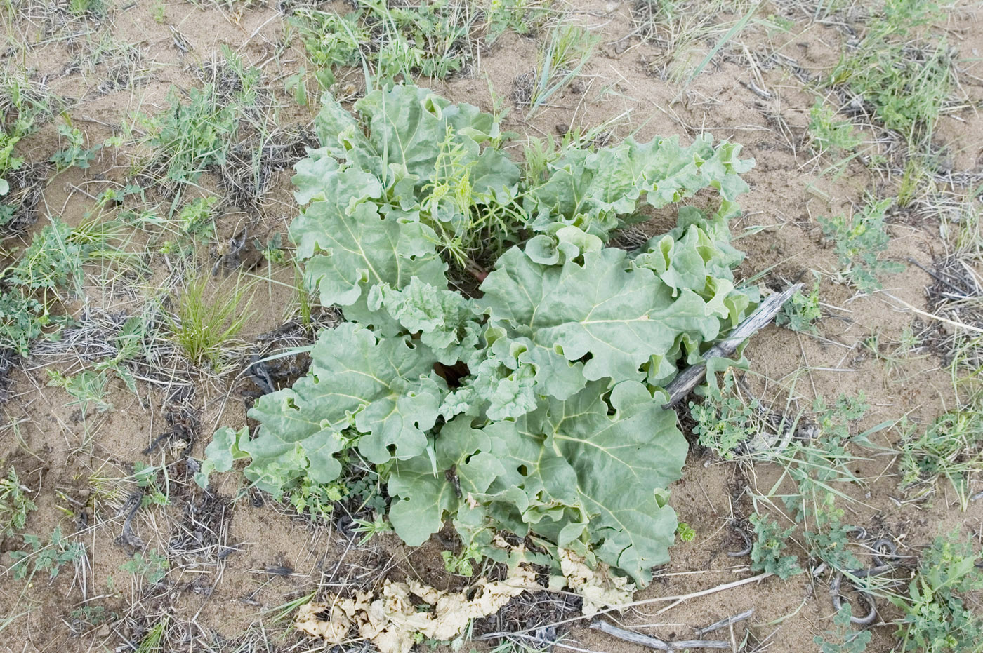 Image of Rheum rhabarbarum specimen.