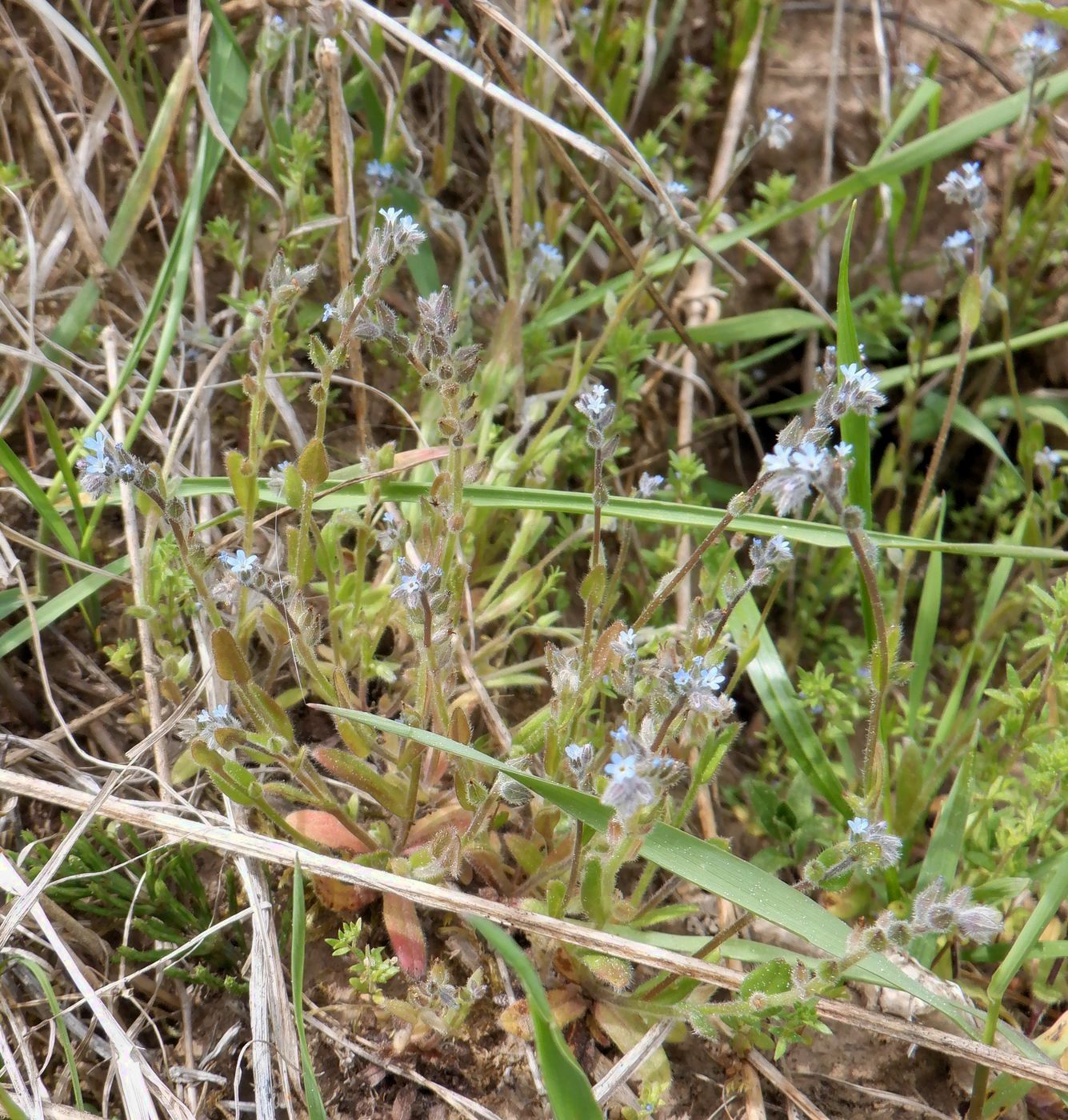 Image of Myosotis micrantha specimen.