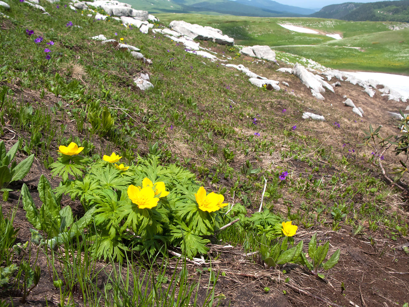 Изображение особи Trollius ranunculinus.