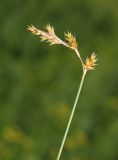 Carex diplasiocarpa