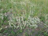 Artemisia stelleriana. Цветущее растение на приморском лугу. Камчатский край, Петропавловск-Камчатский городской округ, берег Авачинского залива, приморский луг вдоль Халактырского пляжа. 02.08.2010.
