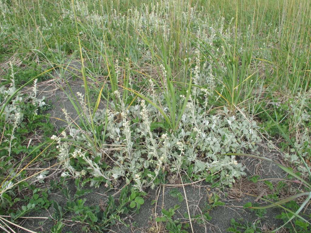 Изображение особи Artemisia stelleriana.