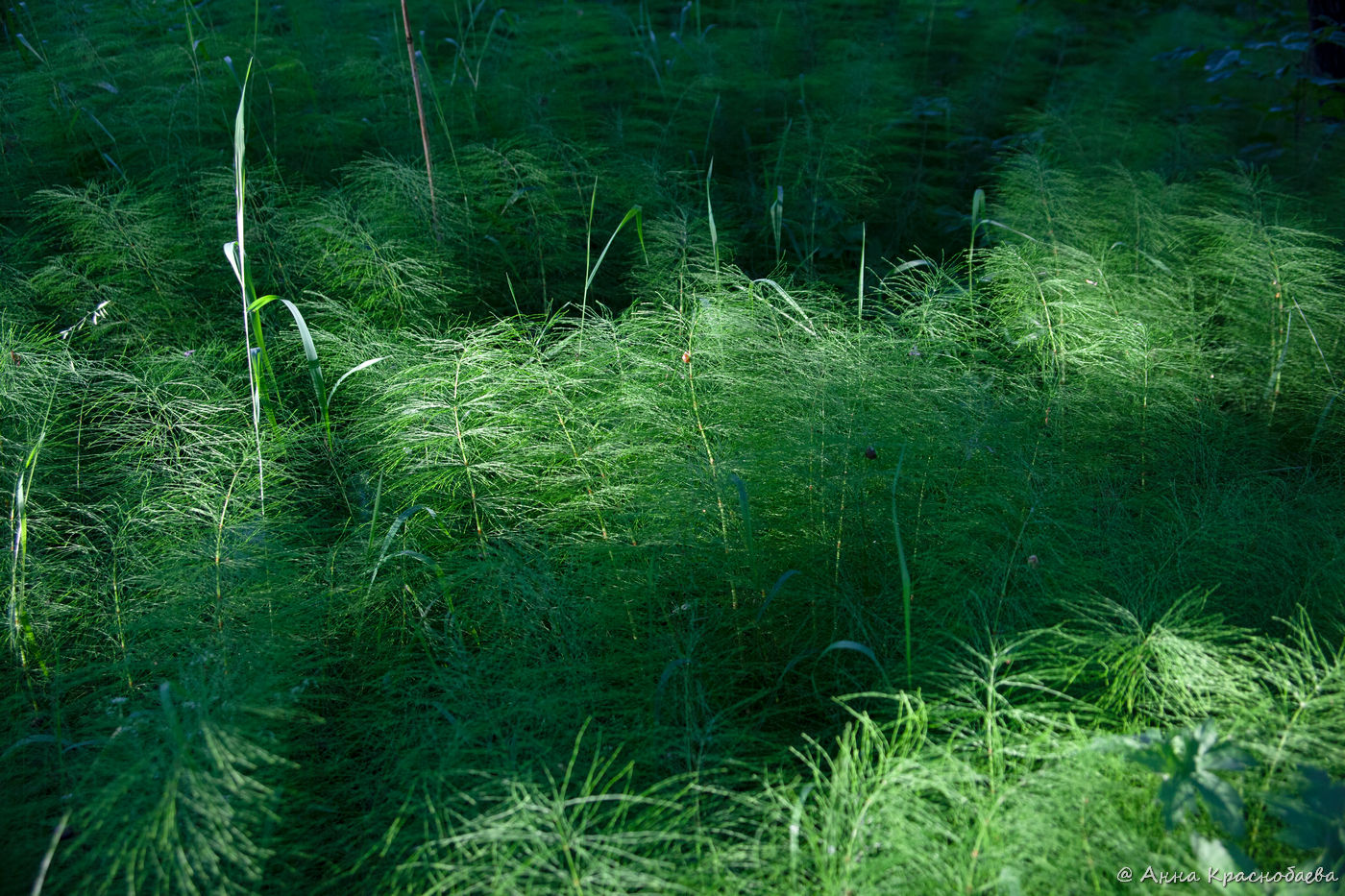 Изображение особи Equisetum sylvaticum.