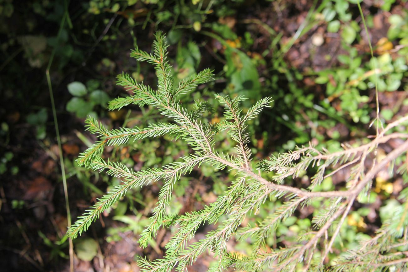 Изображение особи Picea abies.