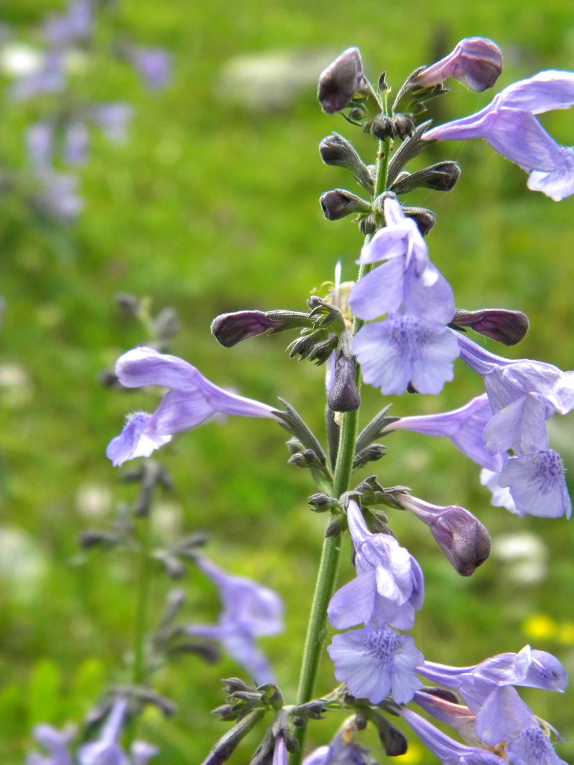 Изображение особи Nepeta sibirica.