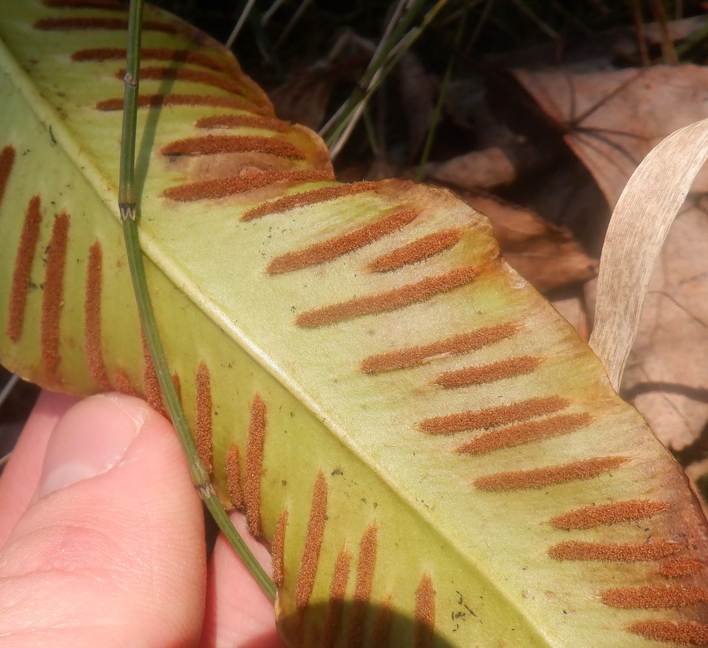 Image of Phyllitis scolopendrium specimen.