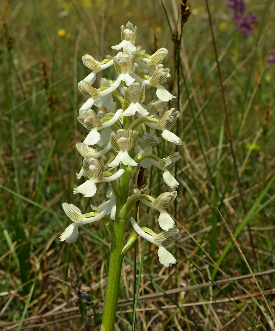 Изображение особи Anacamptis morio ssp. caucasica.