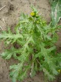 Senecio vulgaris