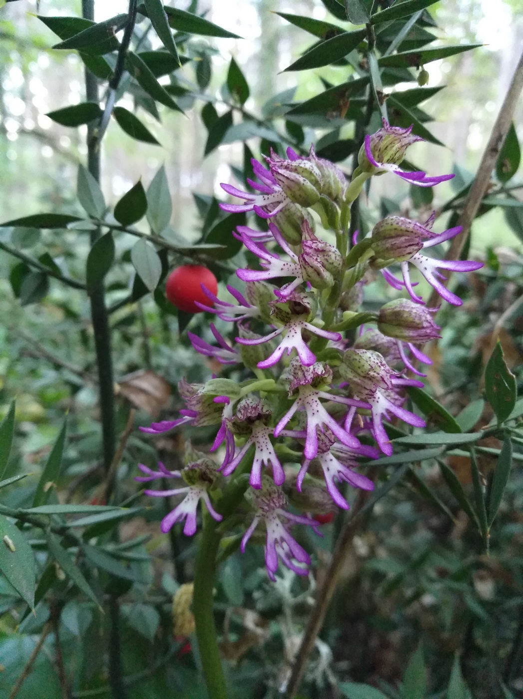 Изображение особи Orchis &times; angusticruris.