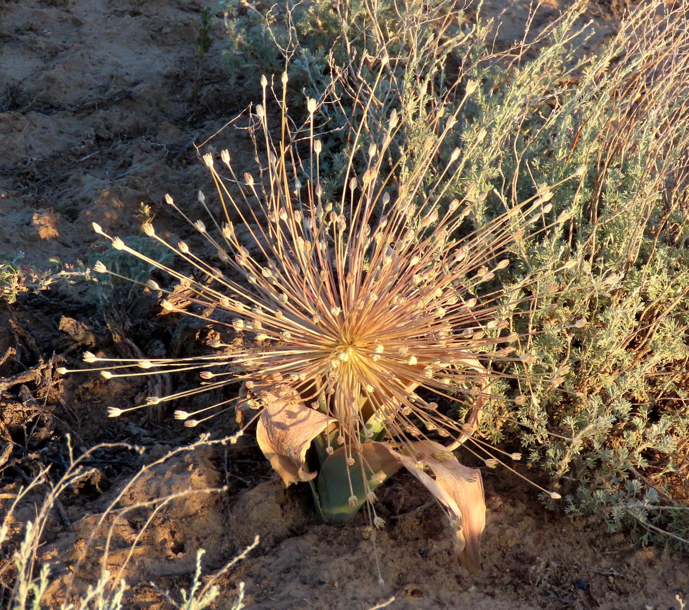 Image of Allium protensum specimen.