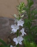 Delphinium ajacis