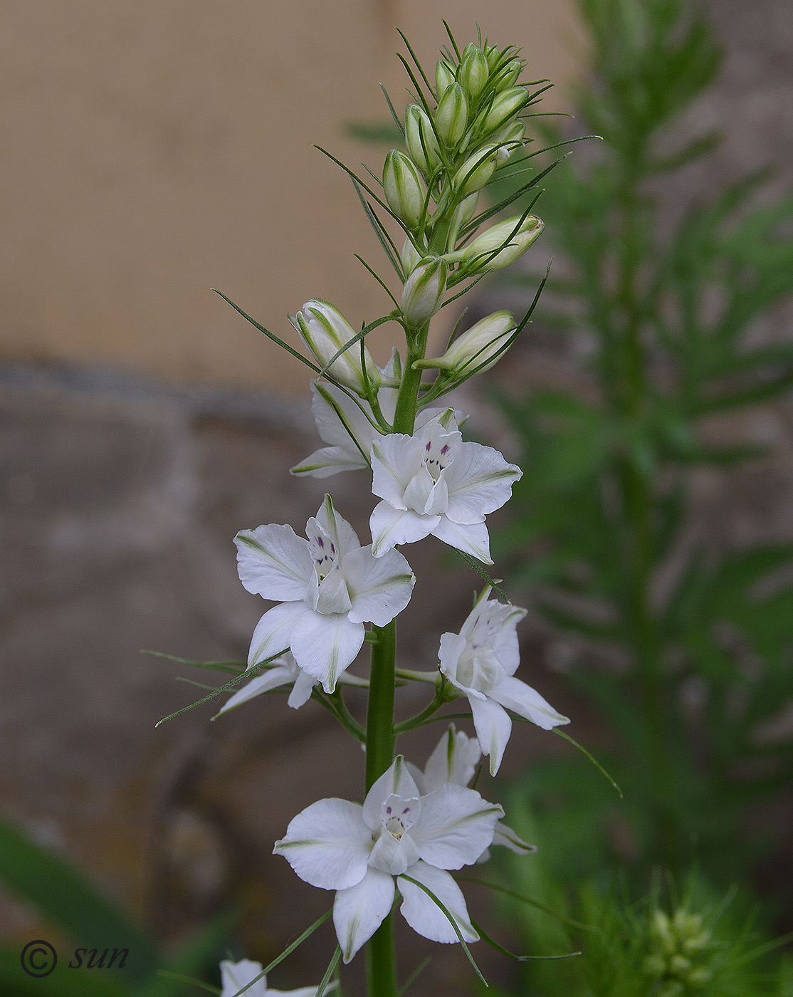 Image of Delphinium ajacis specimen.