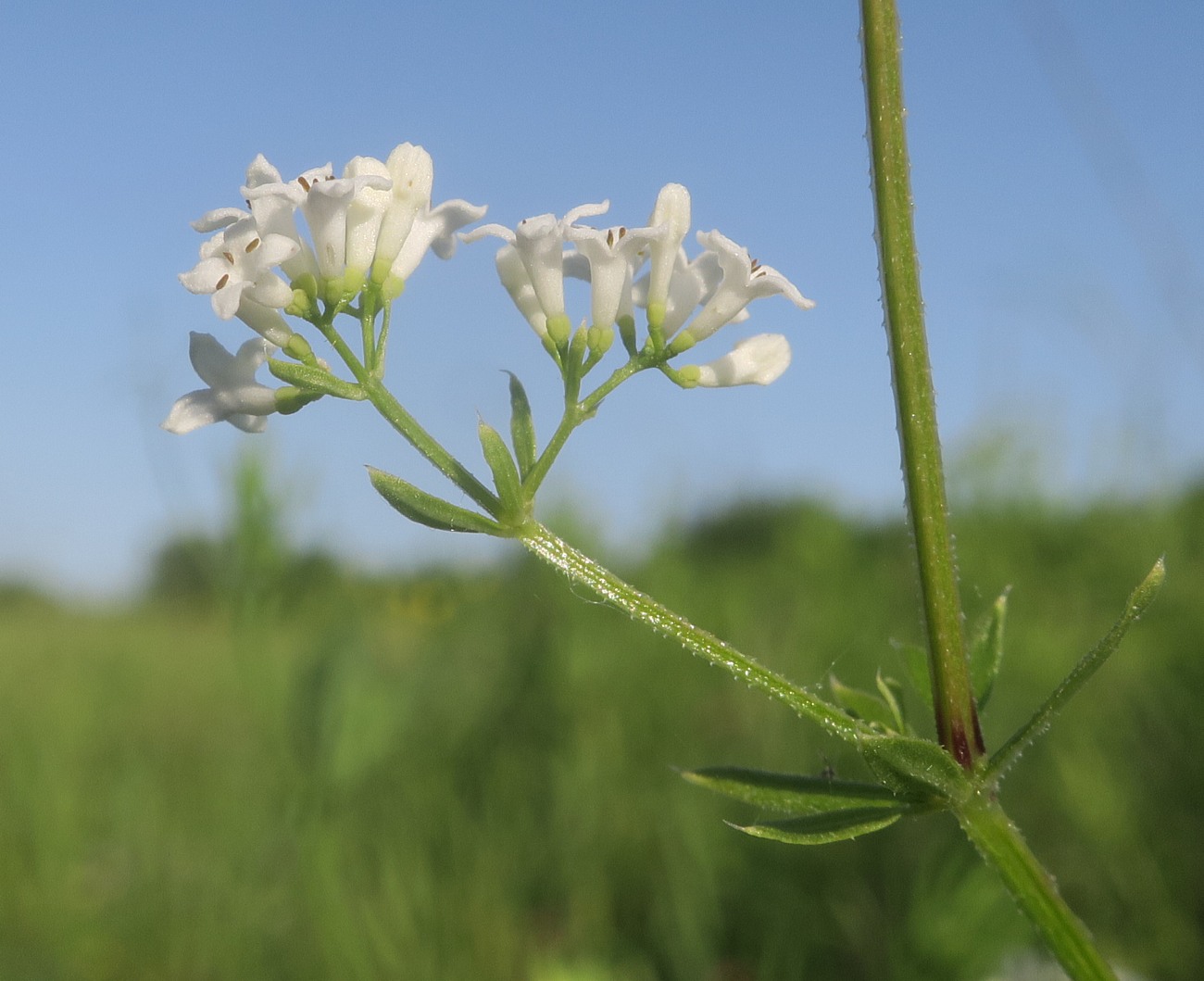 Image of Galium pseudorivale specimen.