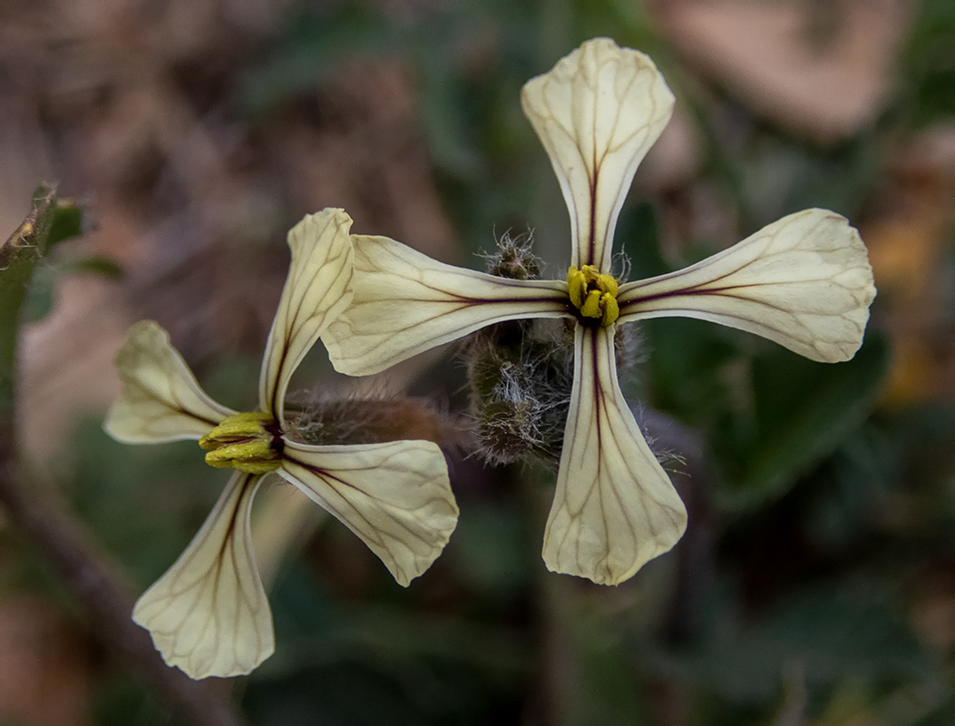 Изображение особи Eruca sativa.