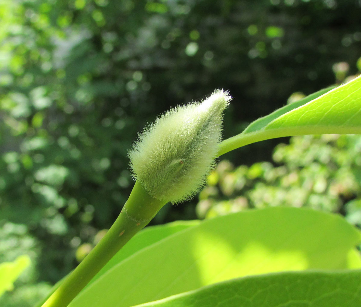 Image of Magnolia zenii specimen.