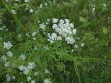 Apiaceae