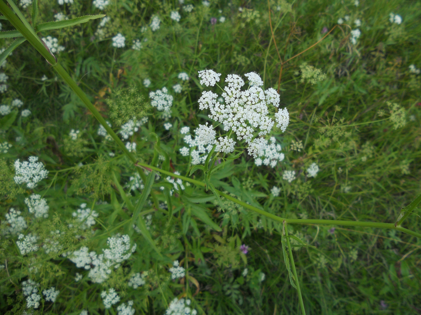 Изображение особи семейство Apiaceae.