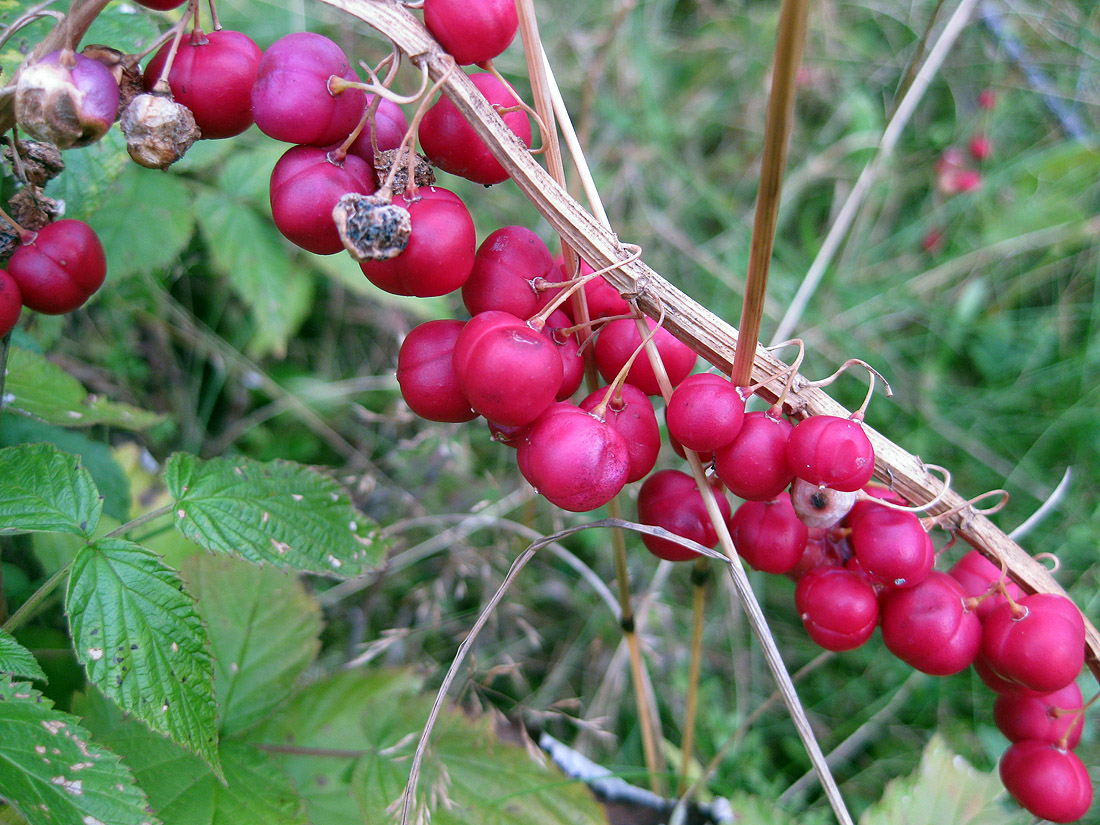 Image of Polygonatum verticillatum specimen.