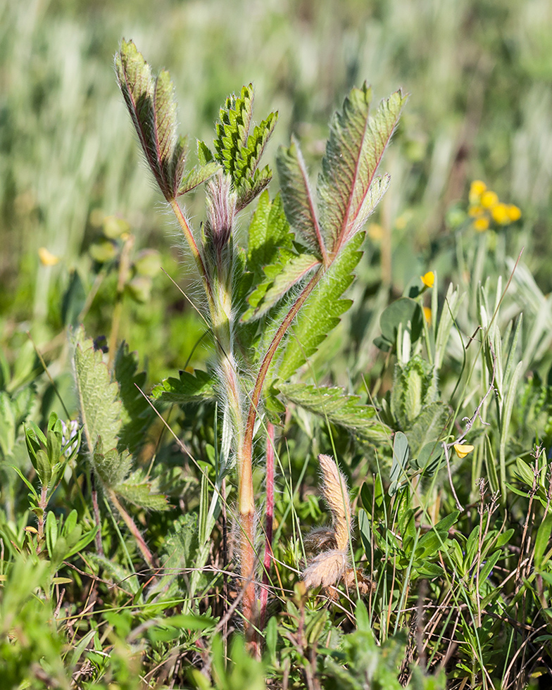 Image of Potentilla recta specimen.