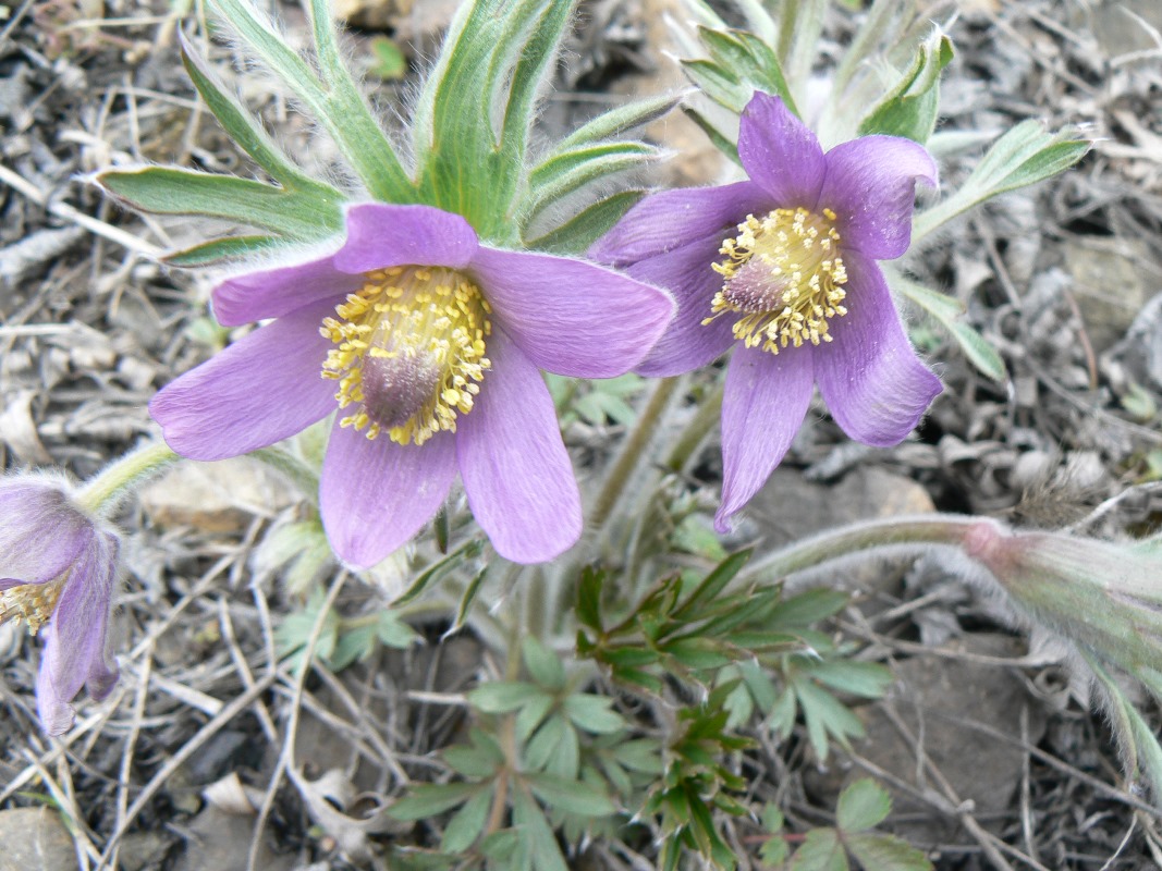 Image of Pulsatilla dahurica specimen.