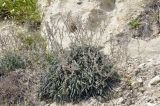 Onosma taurica