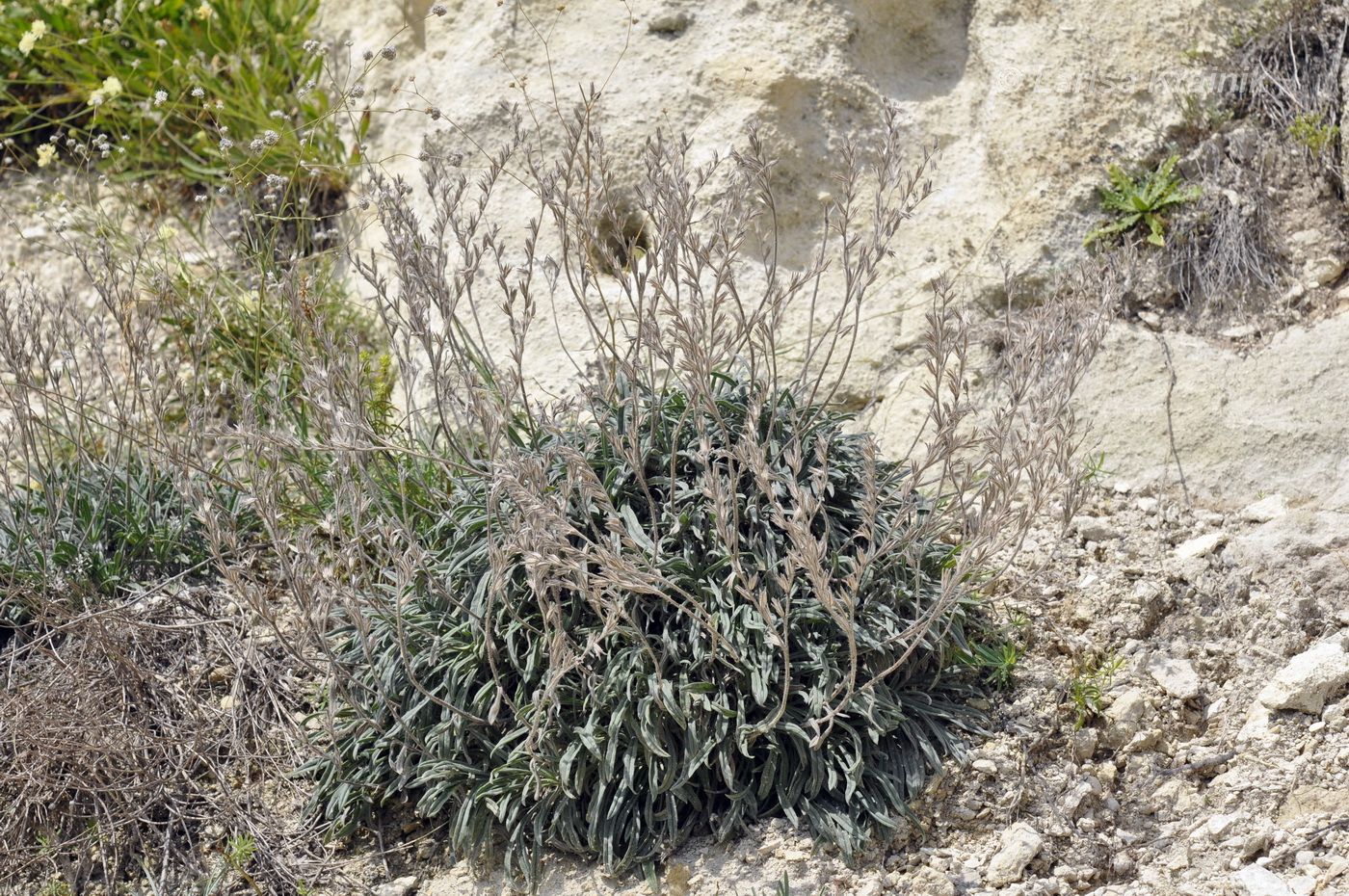 Image of Onosma taurica specimen.