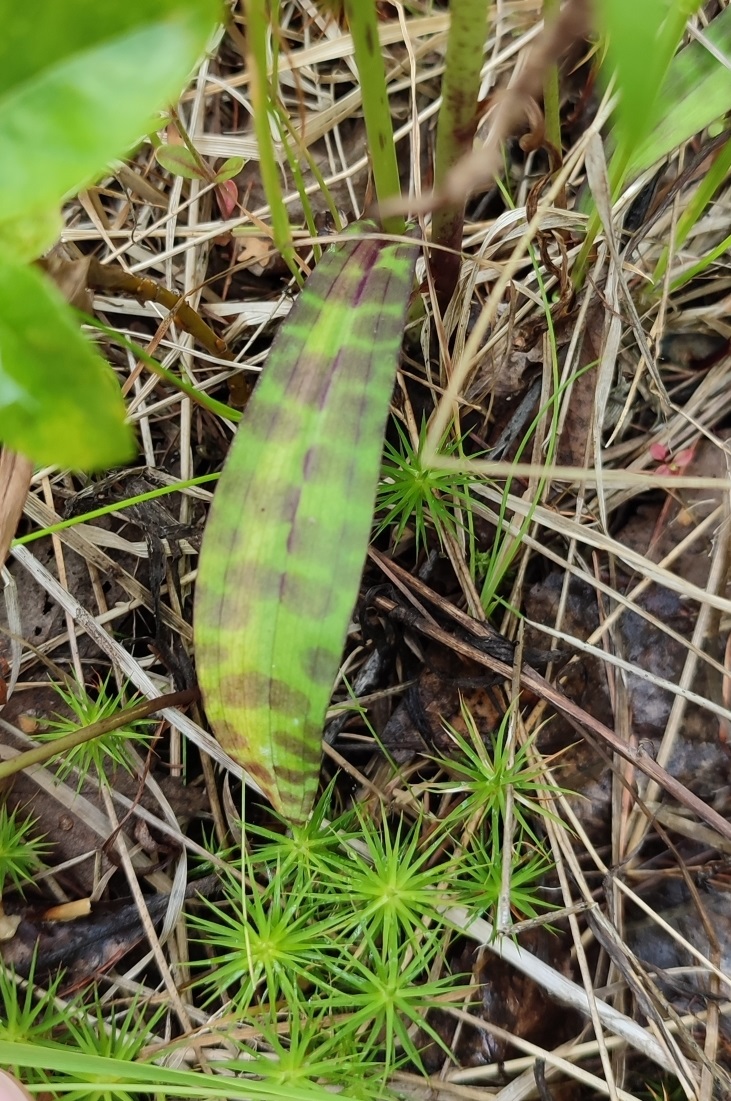 Изображение особи род Dactylorhiza.