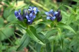 Gentiana septemfida