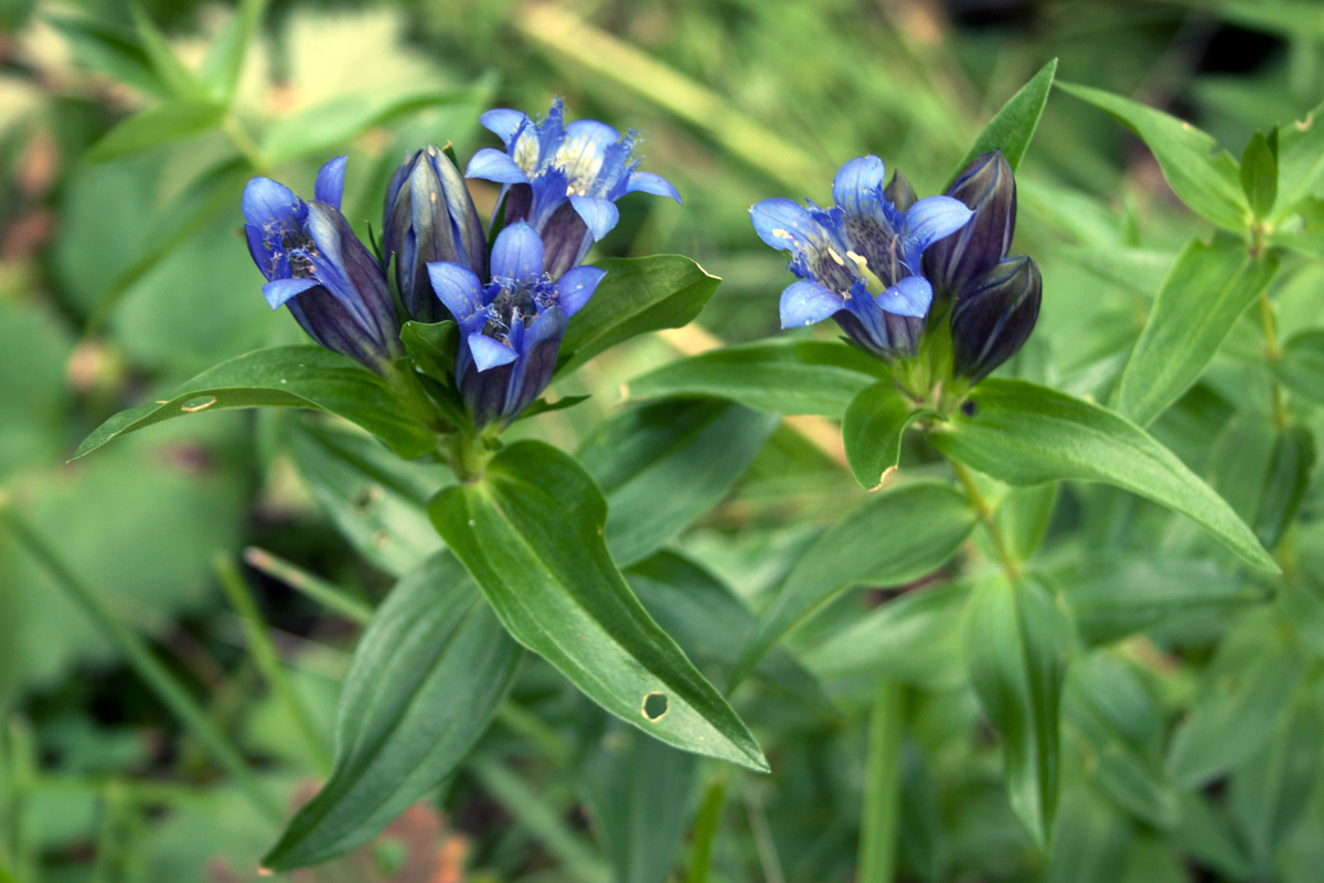 Image of Gentiana septemfida specimen.